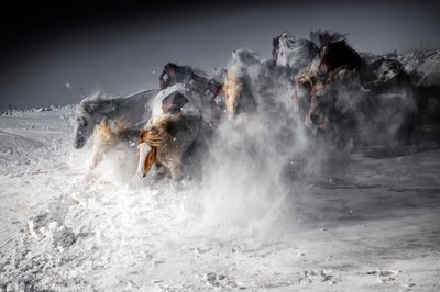 Vinterhäststampede av Chuanxu Ren