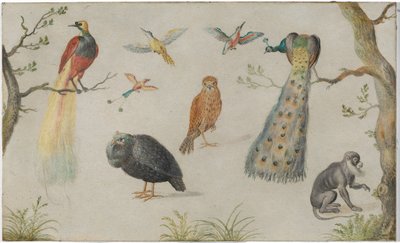 Studie av fåglar och apor av Circle of Jan van Kessel the Elder