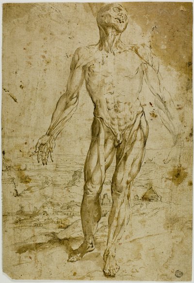 Ekorché inför landskap (recto); skisser av stående manlig naken, sittande barn, böjd kvinna (verso) av Circle of Titian