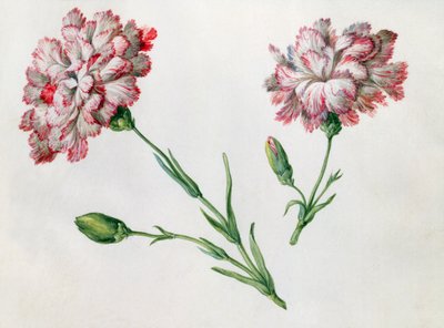 Nejlikor av Claude Aubriet