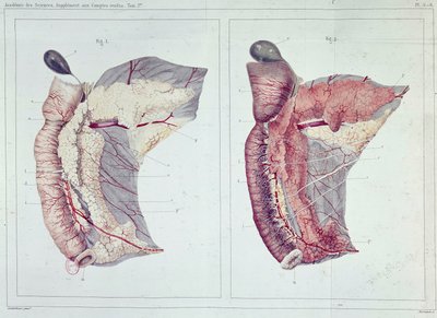 Memoir on the pancreas av Claude Bernard, B.N. av Claude Bernard