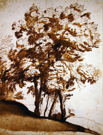 En grupp träd i solljus (penna & bläck och tvätt på papper) av Claude Lorrain