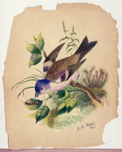 Bluebird på en gren av Claude Raguet Hirst