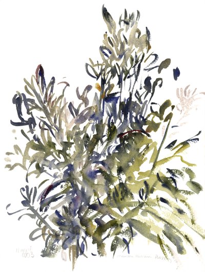 Senecio och andra växter, 2003 (akvarell) av Claudia Hutchins Puechavy
