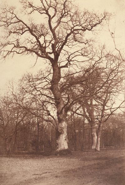 Studie av träd, Bois de Boulogne av Comte Olympe Aguado