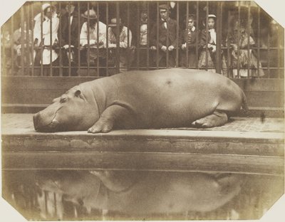 Flodhästen Obaysch, London Zoo av Comte de Montizón Don Juan
