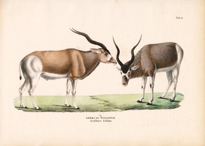 Addax Antilop i vinterjacka av Conrad Kull