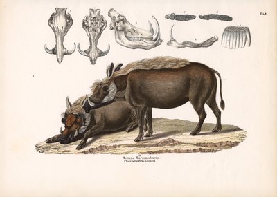 Aelians vårtsvin med skallanatomi av Conrad Kull