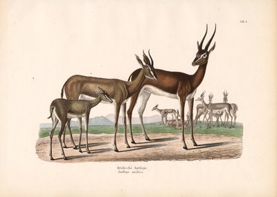 Arabisk oryx i halvöken av Conrad Kull