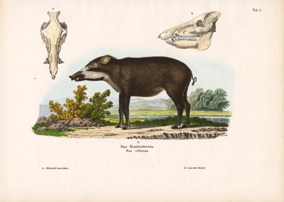 Bandad gris med anatomiska detaljer av Conrad Kull