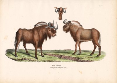 Svart gnu med huvuddetalj av Conrad Kull