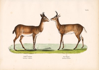 Bohor Reedbuck och vanlig Reedbuck av Conrad Kull