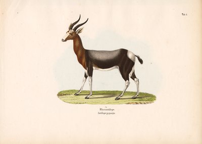 Bontebok av Conrad Kull