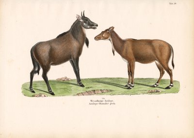 Bontebok or Blesbok av Conrad Kull