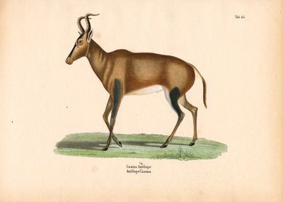 Caama-antilop av Conrad Kull