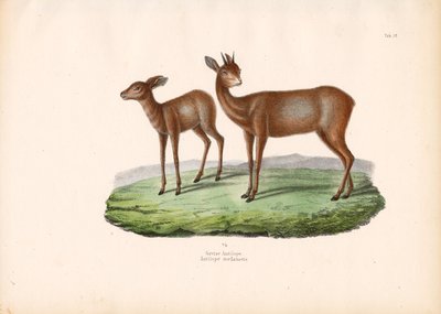 Grysbok från Cape Grysbok av Conrad Kull