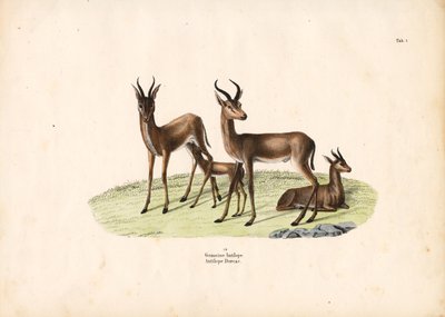 Vanlig gasell i familjegruppen av Conrad Kull