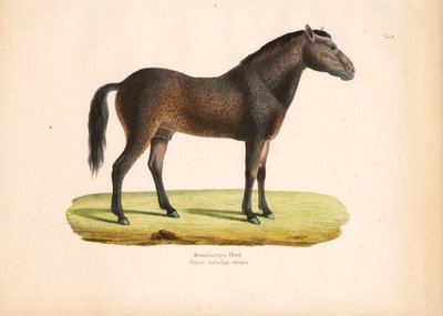 Lockig-hårig häst av Conrad Kull