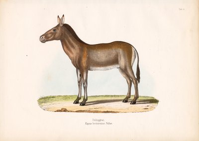 Dziggetai eller mongolisk vildåsna av Conrad Kull