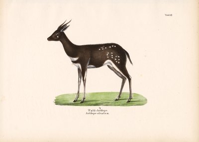 Skog Antilop av Conrad Kull