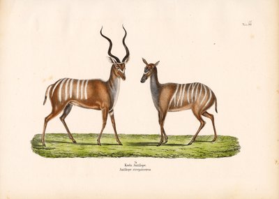 Greater Kudu i manlig och kvinnlig form av Conrad Kull