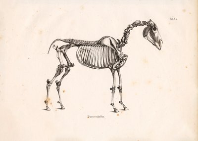 Skelett av häst av Conrad Kull