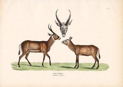Koba Antilop av Conrad Kull