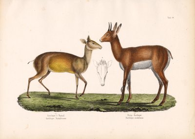 Natalantilop och bergsantilop av Conrad Kull