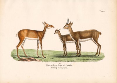 Oribi-antiloper i familj av Conrad Kull