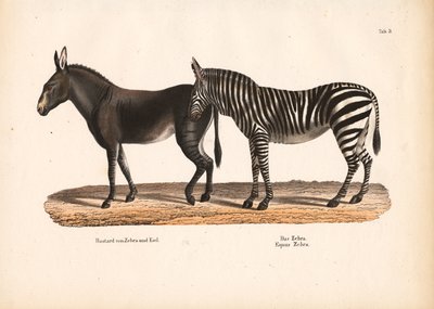 Slättzebra och hybrid mellan zebra och åsna av Conrad Kull