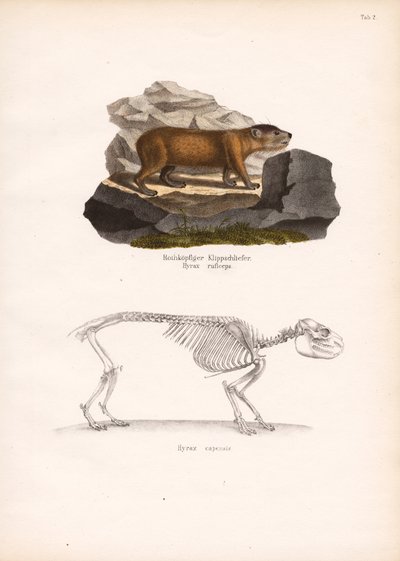 Rödhårig klipphyrax och skelett av Cape Rock Hyrax av Conrad Kull