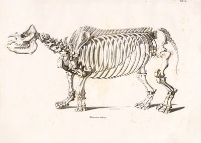 Skelett av indisk noshörning av Conrad Kull