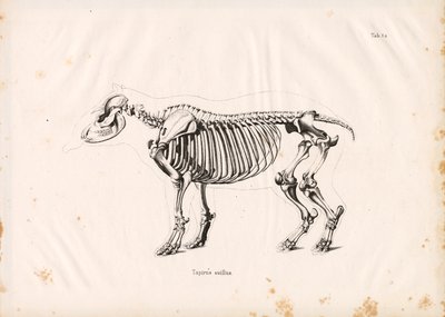 Skelett av låglandstapir av Conrad Kull