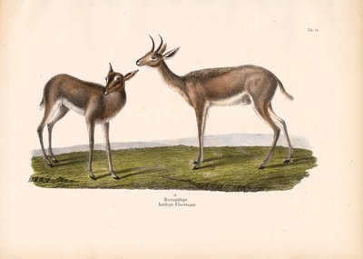 Sydlig rörbock av Conrad Kull