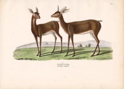 Stenbocken av Conrad Kull