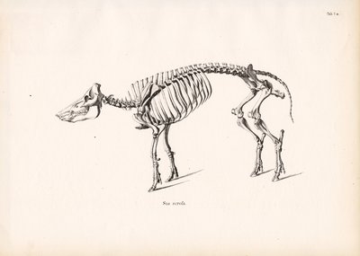 Skelett av vildsvin av Conrad Kull