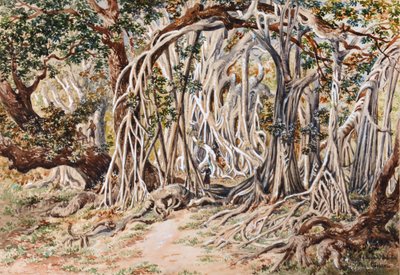 Studie des Baka Delo Baums, Anie Bay, Nananu, Fidschi von Constance Frederica Gordon-Cumming