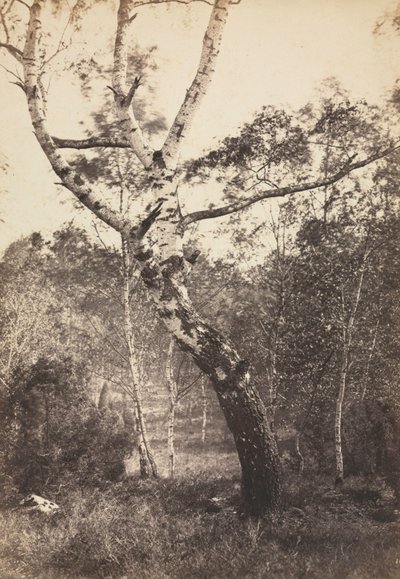 Studie av en björk, Barbizon, 1860-1870-talen. av Constant Alexandre Famin
