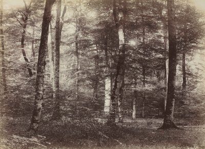 Utan titel (The Forest of Fontainebleau) av Constant Alexandre Famin
