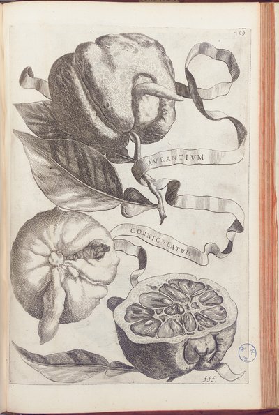 Horned Orange, tallrik 409 från "Hesperides or de Malorum Aureorum Cultura et Usu Libri quatuor" av Giovanni Battista Ferrari, 1646 av Cornelis Bloemaert