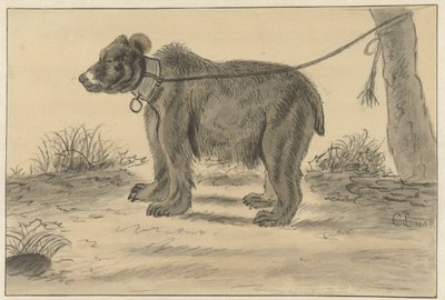 Björn bunden till ett träd av Cornelis Saftleven