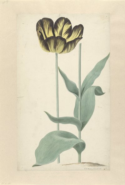 De tulp Bizard Catafalque Bizard Catafalque (titel på objekt) av Cornelis van Noorde
