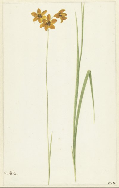 Ixia av Cornelis van Noorde