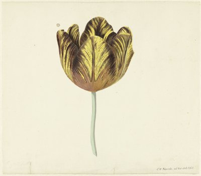 Tulpan som heter Bizard Sub. a av Cornelis van Noorde
