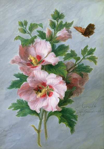 Hibiskus mot en marmoravsats av Cornelis van Spaendonck