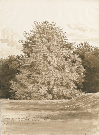 Wrottesley Hall - The Shrubbery: sepiateckning, 1820 av Cornelius Varley