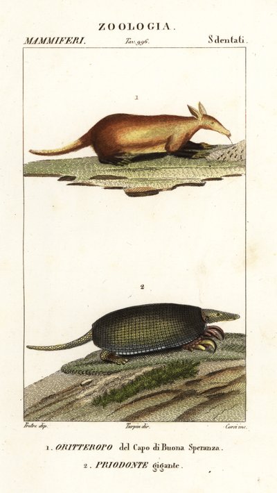 Aardvark och jättebältdjur av Corsi Corsi