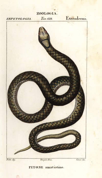 Amethystin python, Simalia amethistina av Corsi Corsi