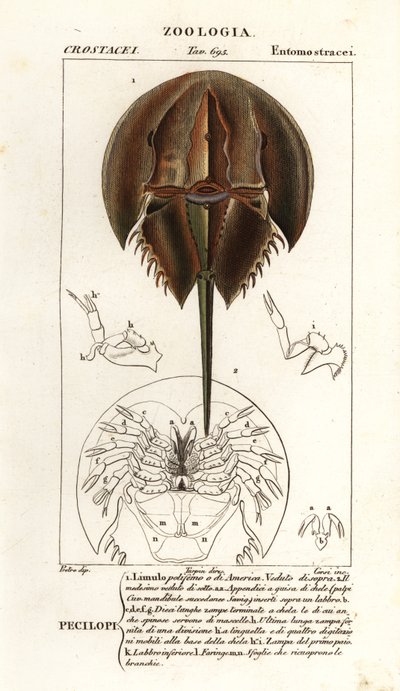 Atlantisk hästskokrabba, Limulus polyphemus av Corsi Corsi