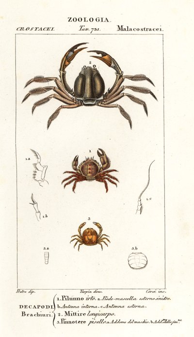 Bröstkrabba, Pilumnus hirtellus 1, ljusblå soldatkrabba, Mictyris longicarpus 2, ärtkrabba, Pinnotheres pisum 3 av Corsi Corsi